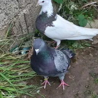 کبوترر|پرنده|شفت, |دیوار