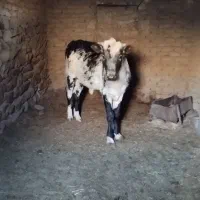 گوساله نر مناسب برای پروار