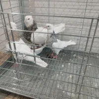 طوقی لطفاً بخوانید