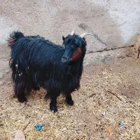 بز ترکی|حیوانات مزرعه|شیراز, گویم|دیوار