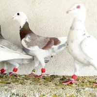 کبوتر پلاکی طاووسی پشتی