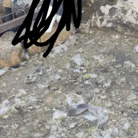 کفتر بوم پرشی