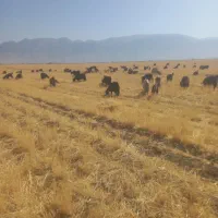 بز ترکی کوه گشته جوان