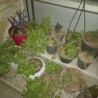 گل طبیعی ومصنوعی