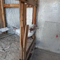 کفتر تهرانی نر
