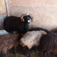 گوشت گوسفندی تازه کشتار روز درجه یک|خوردنی و آشامیدنی|بشاریات, |دیوار