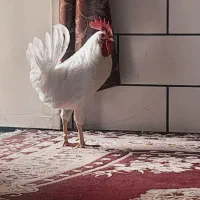 خروس|حیوانات مزرعه|اهواز, شریعتی جنوبی|دیوار