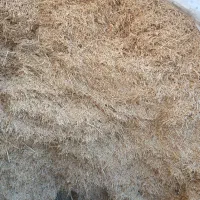 لوبیا پیرس بادام و کلش گندم دیم|عمده‌فروشی|قشلاق دشت, |دیوار