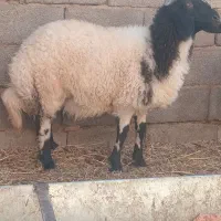 بره نر وماده|حیوانات مزرعه|کرمان, |دیوار