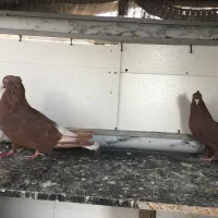 کفتر کبوتر بهبهانی