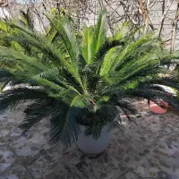 گل سیکاس|گل و گیاه طبیعی|رشت, لاکان|دیوار