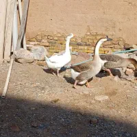 دوعدد غاز یک عدد قو غاز