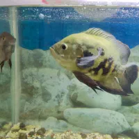 ماهی گوشتخوار معاوضه با کفتر یا پرنده قیمت مفت