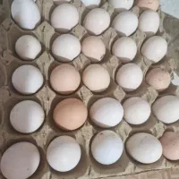 تخم مرغ محلی|خوردنی و آشامیدنی|مشهد, رباط طرق|دیوار