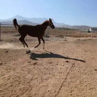 فروش مادیون کرنک|اسب و تجهیزات اسب‌سواری|بروجن, |دیوار