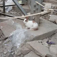 خرگوش جفتی 200|موش و خرگوش|گنبد کاووس, |دیوار