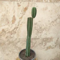 حراج ۵۰ عدد انواع گل و کاکتوس|گل و گیاه طبیعی|مشهد, بهاران|دیوار