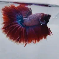 ماهی فایتر هافمون