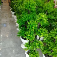 درختچه مصنوعی با تنه چوب طبیعی