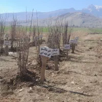 انواع نهال تولید آب و هوای کرمانشاه.