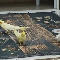 عروس هلندی لوتینو