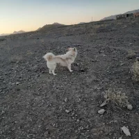 سک پاکوتاه|سگ|بردسکن, |دیوار