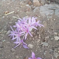 زمین مسکونی موقعیت خیابان بسیج کوچه ۸