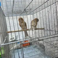 قناری برنو|پرنده|شیراز, فضلآباد|دیوار