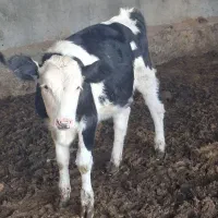 گوساله سیمنتال  جنس ماده