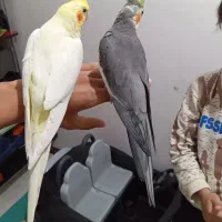 جفت عروس هلندی مولد و سخنگو فول رام دستی.رو جوجه