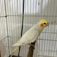 عروس هلندی مولد