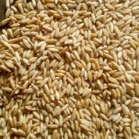 فروش 500کیلوگندم دیم اصلاح شده