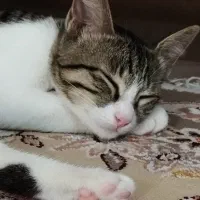 واگذاری دو عدد توله گربه نژاد dsh