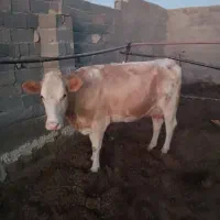 گاوشیری با تلیسه