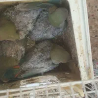 طوطی کوتوله|پرنده|مشهد, ادیب نیشابوری (شهرک غرب)|دیوار