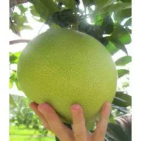 فروش میوه پامپلو (شاه مرکبات)