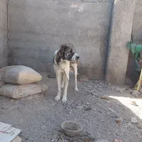 واگذاری سگ|سگ|قائن, |دیوار