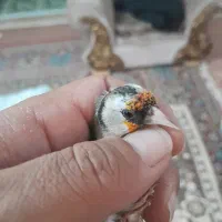 فروش دوتاماده سهره