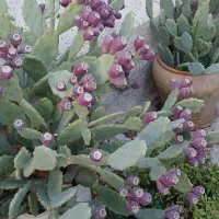 گل خانگی خراب نمیشه