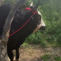 تشک ورزا محلی|حیوانات مزرعه|چالوس, |دیوار