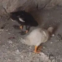 اردک بزرگ