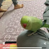 طوطی ملنگو نر گمشده|حیوانات|تهران, جوادیه|دیوار