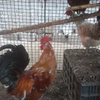 فروش خروس محلی