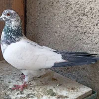 کفتر کله دم سبز