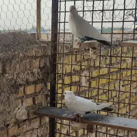 پرنده|پرنده|خرمشهر, |دیوار