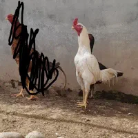 خروس لاری|حیوانات مزرعه|کیاشهر, |دیوار