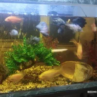 امترونیم ارتفاع50