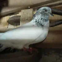 فروش پنج عدد کبوتر نر که همه غریبه