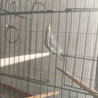 عروس هلندی با قفس بزرگ