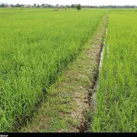 فروش زمین کشاورزی|اجارهٔ دفتر صنعتی، کشاورزی، تجاری|شفت, |دیوار